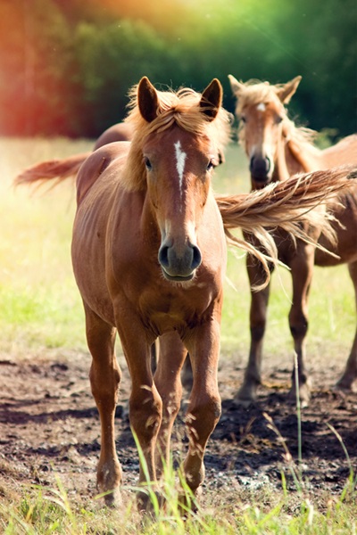 Young horses standing together in a grassy pasture