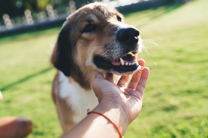 A dog in a large, open green area, like a park. It is getting pets.